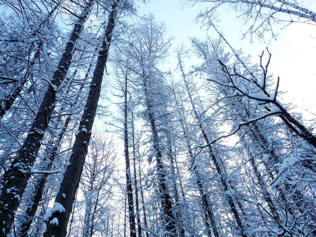 Shin Furano Prince Hotel Nakafurano Exterior foto Snow-covered trees in the Black Forest